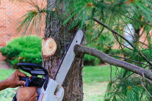 How Our Tree Care Process Works  in  Caruthersville, MO